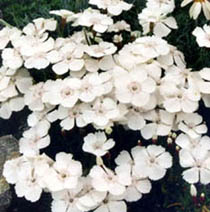 Dianthus alpinus 'albus'